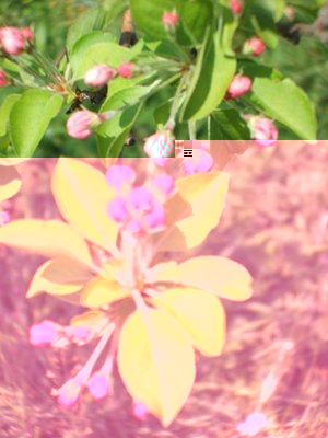 I boccioli di melo da fiore, ai quali questa foto non rende giustizia, sono di una delicatezza e di una bellezza superlativa / Boccioli del melo.JPG Boccioli del melo.JPG