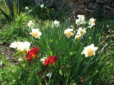 Primevere!.JPG (61.68 KiB) Osservato 837 volte Primevere!.JPG