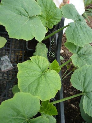 P1050525.JPG (79.78 KiB) Osservato 996 volte P1050525.JPG