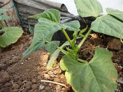 P1050536.JPG (103.53 KiB) Osservato 996 volte P1050536.JPG