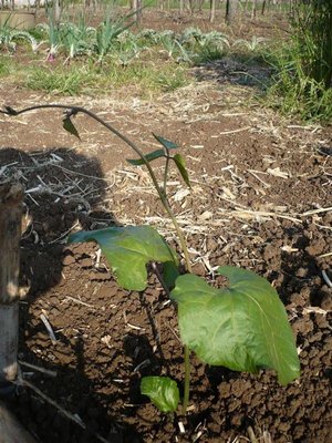 P1050537.JPG (140.51 KiB) Osservato 996 volte P1050537.JPG