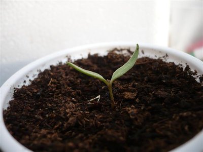 P1050540.JPG (50.23 KiB) Osservato 996 volte P1050540.JPG