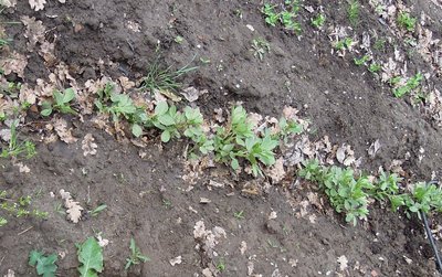 aorto2.JPG (186.76 KiB) Osservato 814 volte aorto2.JPG