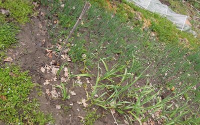 aorto3.JPG (194.73 KiB) Osservato 814 volte aorto3.JPG