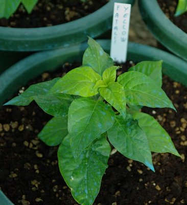 Fatalii Yellow.jpg (75.43 KiB) Osservato 1142 volte Fatalii Yellow.jpg