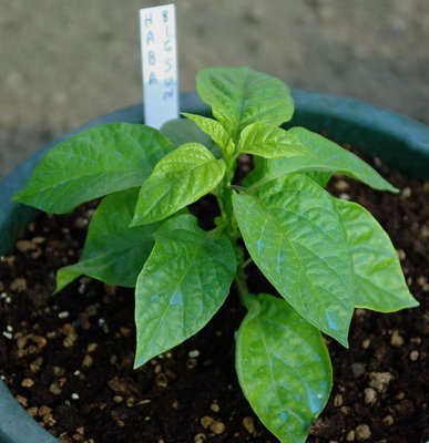 Habanero Big Sun.jpg (81.79 KiB) Osservato 1142 volte Habanero Big Sun.jpg