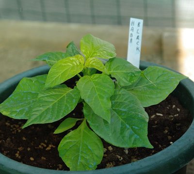 Habanero Black.jpg (71.62 KiB) Osservato 1142 volte Habanero Black.jpg