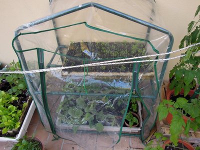 DSCN8951-001.JPG (128.74 KiB) Osservato 758 volte DSCN8951-001.JPG