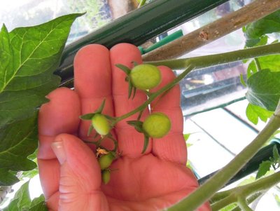 DSCN8950.JPG (90.68 KiB) Osservato 758 volte DSCN8950.JPG