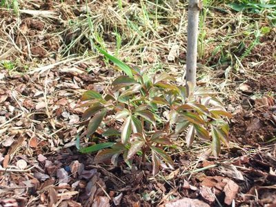 piantina peonia.JPG (65.6 KiB) Osservato 999 volte piantina peonia.JPG