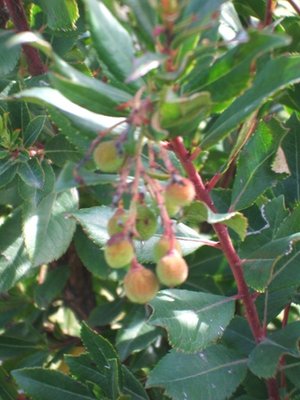 corbezzoli piccoli.JPG (61.42 KiB) Osservato 998 volte corbezzoli piccoli.JPG