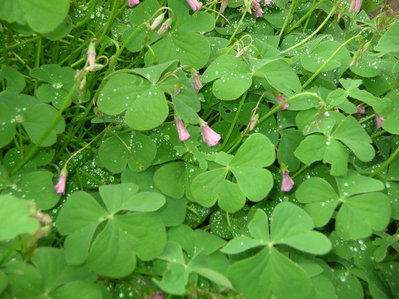 2b.jpg (65.52 KiB) Osservato 934 volte 2b.jpg