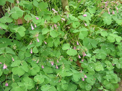 2c.jpg (75.63 KiB) Osservato 934 volte 2c.jpg