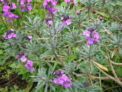 2a.jpg (82.29 KiB) Osservato 933 volte 2a.jpg