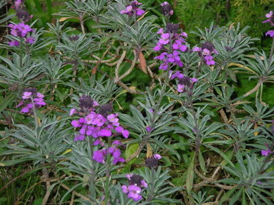 2g.jpg (104.73 KiB) Osservato 933 volte 2g.jpg