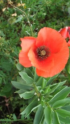 papavero.JPG (50.32 KiB) Osservato 941 volte papavero.JPG