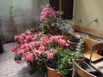 DSCN9081.JPG (157.06 KiB) Osservato 880 volte DSCN9081.JPG