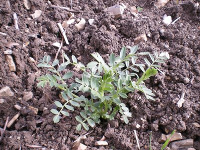 ceci.JPG (348.01 KiB) Osservato 973 volte ceci.JPG