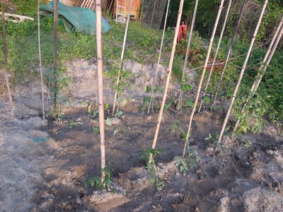 pomodori.JPG (180.19 KiB) Osservato 809 volte pomodori.JPG