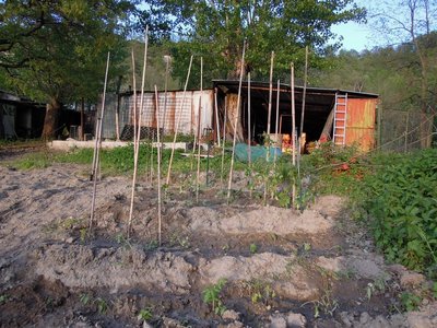 pomodori2.JPG (182.61 KiB) Osservato 809 volte pomodori2.JPG