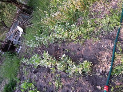 fave.JPG (205.67 KiB) Osservato 809 volte fave.JPG