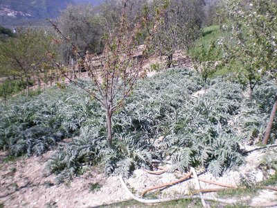 Carciofi.JPG (358.01 KiB) Osservato 943 volte Carciofi.JPG