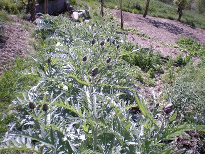 Carciofi..JPG (375.79 KiB) Osservato 943 volte Carciofi..JPG