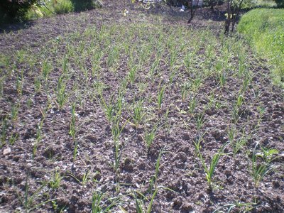 Agli.JPG (385.82 KiB) Osservato 943 volte Agli.JPG