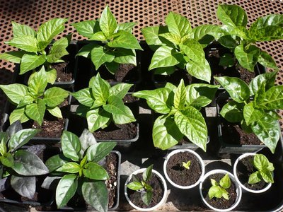 P1050840.JPG (136.46 KiB) Osservato 949 volte P1050840.JPG