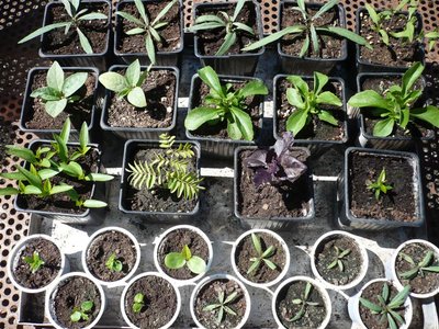 P1050848.JPG (158.11 KiB) Osservato 949 volte P1050848.JPG