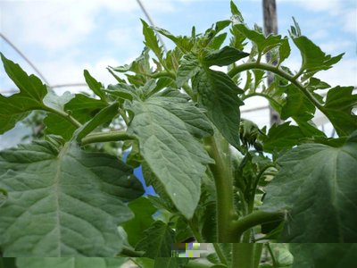 P1050999.JPG (73.61 KiB) Osservato 949 volte P1050999.JPG