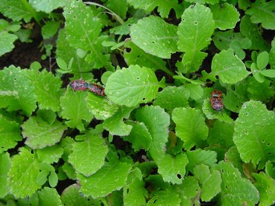 .... non ce n'era uno single !! / wl'amore.JPG wl'amore.JPG