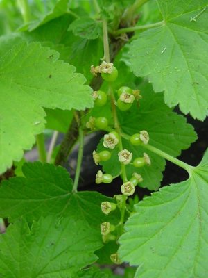 Ribes rosso / ribes.JPG ribes.JPG