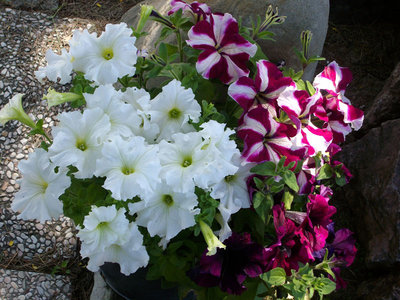 petugne / PETUGNE1.jpg PETUGNE1.jpg