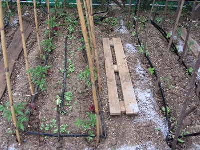 orto1.jpg (91.94 KiB) Osservato 880 volte orto1.jpg