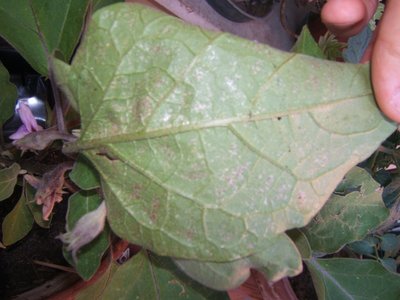 Particolare retrofoglia con agglomerati biancastri / DSCF3176.JPG DSCF3176.JPG