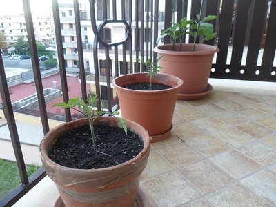 nei primi due vasi pomodori, in quelli più grande 3 piantine di melanzane / SAM_0982.JPG SAM_0982.JPG