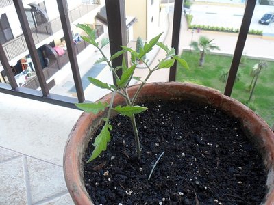 mi sapreste dire che tipo di pomodoro è ? quello che me l'ha venduta mi ha detto sammarzano / SAM_0983.JPG SAM_0983.JPG