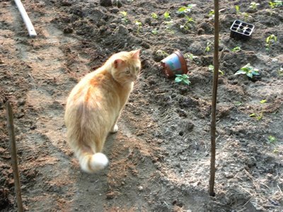 DSCN2103.JPG (166.45 KiB) Osservato 756 volte DSCN2103.JPG