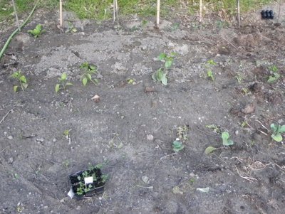 DSCN2108.JPG (154.62 KiB) Osservato 756 volte DSCN2108.JPG