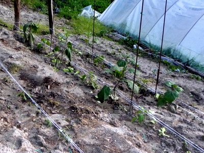 DSCN2111.JPG (195.03 KiB) Osservato 756 volte DSCN2111.JPG