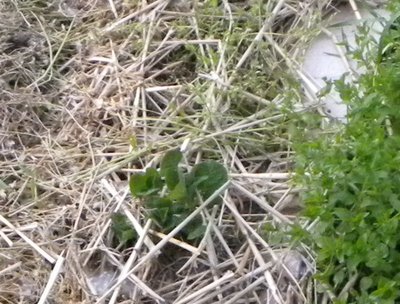 4DSCN2123.JPG (140.94 KiB) Osservato 752 volte 4DSCN2123.JPG