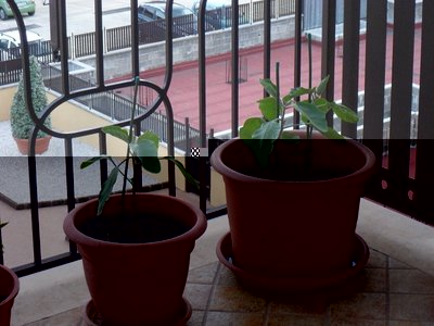 SAM_0989.JPG (210.58 KiB) Osservato 1463 volte SAM_0989.JPG