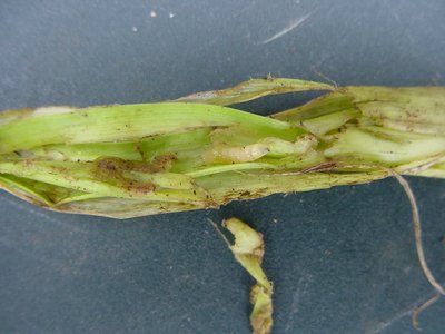 vermeaglio.JPG (118.65 KiB) Osservato 939 volte vermeaglio.JPG