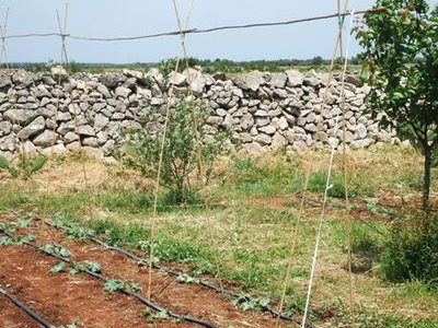 Sostegni per zucchine.JPG (55.34 KiB) Osservato 1019 volte Sostegni per zucchine.JPG