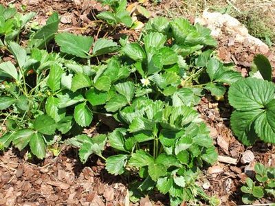 E' una piccolissima fragolaia.... / Fragolaia.JPG Fragolaia.JPG