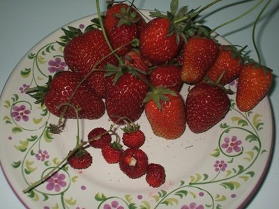 Ma di dolci frutti ci sa saziar... / Fragole!.JPG Fragole!.JPG