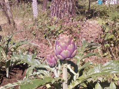 P080512_10.21.jpg (330.97 KiB) Osservato 777 volte P080512_10.21.jpg