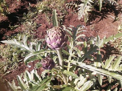 P080512_10.22.jpg (372 KiB) Osservato 775 volte P080512_10.22.jpg