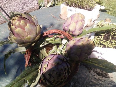 P080512_10.30.jpg (261.09 KiB) Osservato 774 volte P080512_10.30.jpg